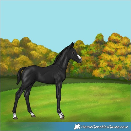 Horse Color:Gray Black 