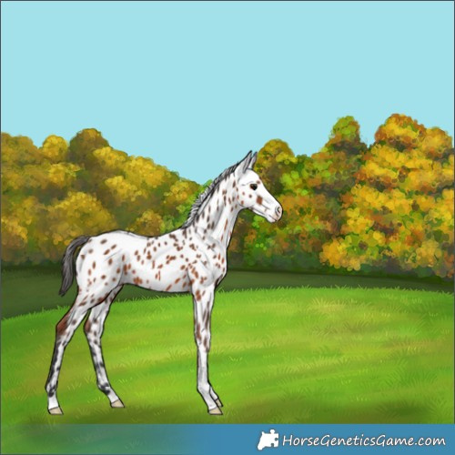 Horse Color:Bay Leopard 