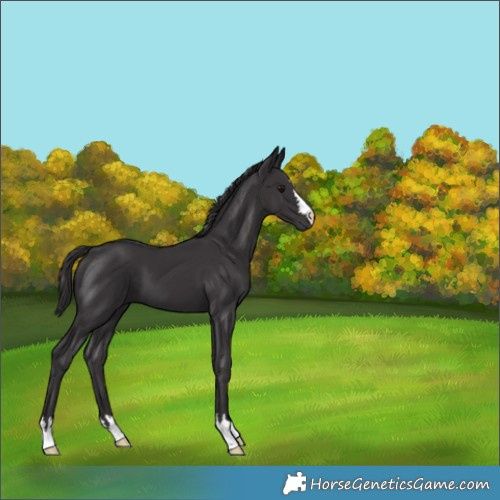 Horse Color:Smoky Black 
