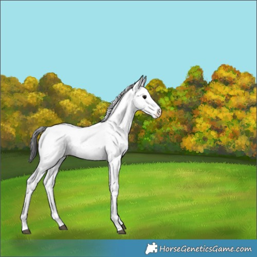 Horse Color:Smoky Black Fewspot 