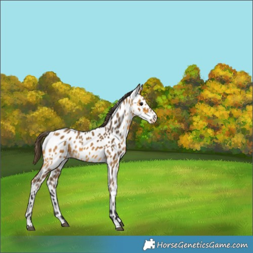 Horse Color:Buckskin Leopard 
