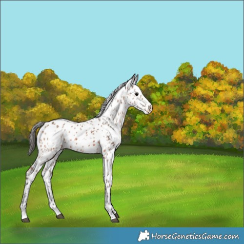 Horse Color:Bay Leopard Rabicano 