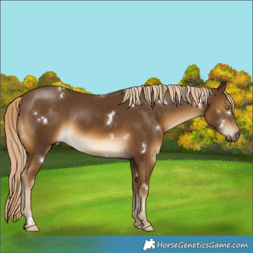Horse Color:White Spotted Chocolate Palomino 