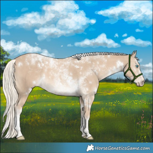 Horse Color:White Spotted Cremello Tobiano 