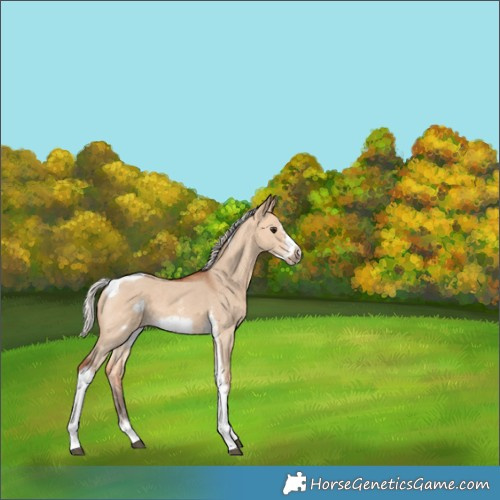 Horse Color:Silver Bay Dun Sabino Tobiano Frame Rabicano 