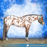 Horse Color:White Spotted Bay Near Leopard 