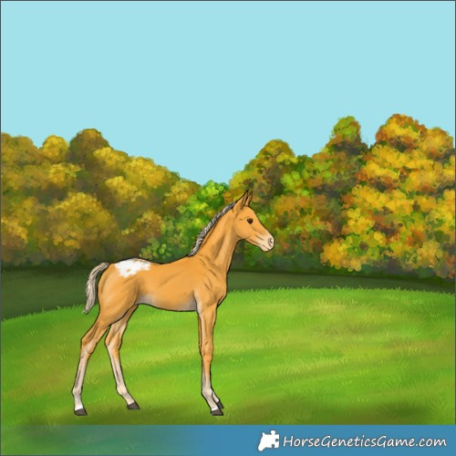 Horse Color:Palomino Appaloosa 