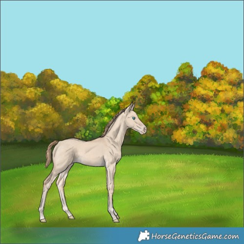 Horse Color:Perlino Dun Frame 