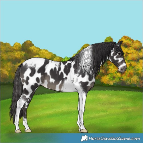 Horse Color:Smoky Black Tobiano Appaloosa 