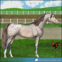 Horse Color:Bay Ice Dun Appaloosa 