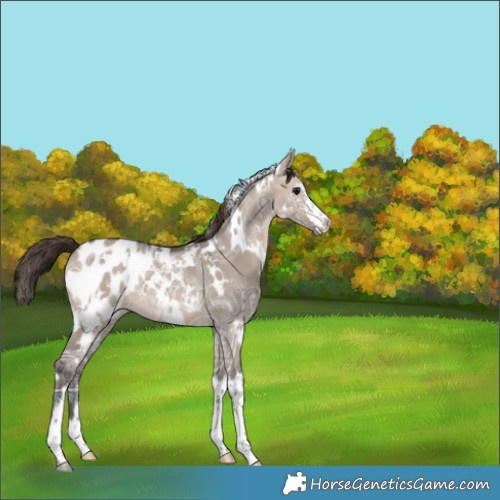 Horse Color:White Spotted Brown Ice Dun Mushroom Appaloosa 