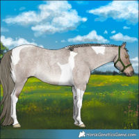 Horse Color:Liver Red Dun Roan Mushroom Tobiano Rabicano