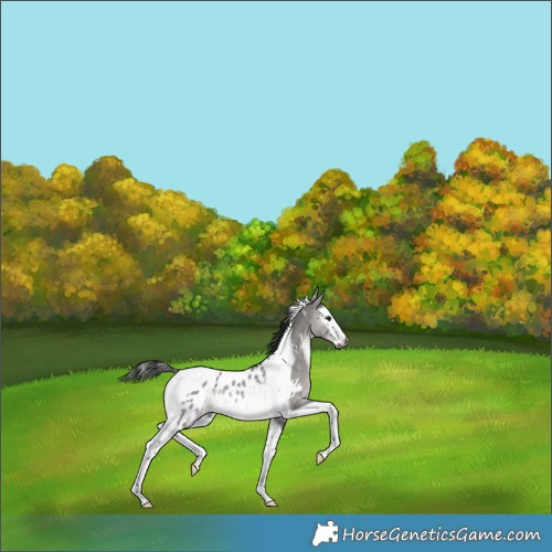 Horse Color:Gray Platinum Brown Dun Splash Tobiano Appaloosa 