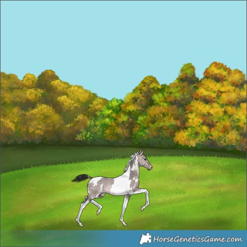 Horse Color:Platinum White Spotted Bay Dun Tobiano 