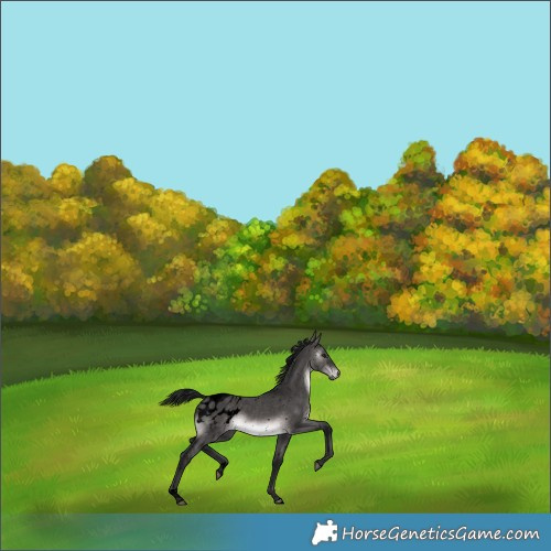 Horse Color:Gray Void Platinum Brown Dun Tobiano Appaloosa Rabicano 