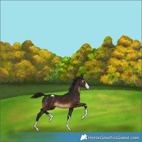 Horse Color:Gray Brown Snowflake Varnish