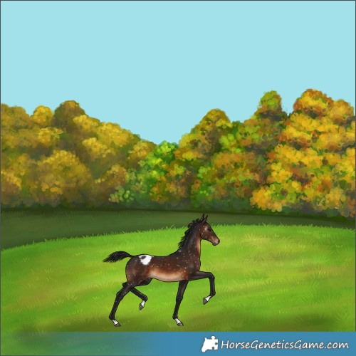 Horse Color:Gray Brown Snowflake Varnish 