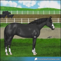 Horse Color:Black 