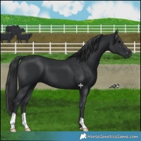 Horse Color:Black 