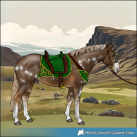 Horse Color:White Spotted Chocolate Palomino 