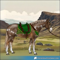 Horse Color:White Spotted Chocolate Palomino 