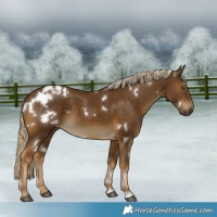 Horse Color:White Spotted Chocolate Palomino 