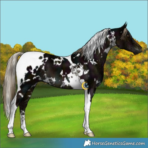 Horse Color:White Spotted Midnight Liver Chestnut Ice Tobiano 