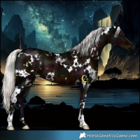 Horse Color:White Spotted Midnight Liver Chestnut Mushroom