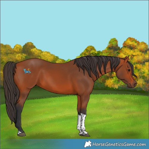 Horse Color:Bay Tobiano 