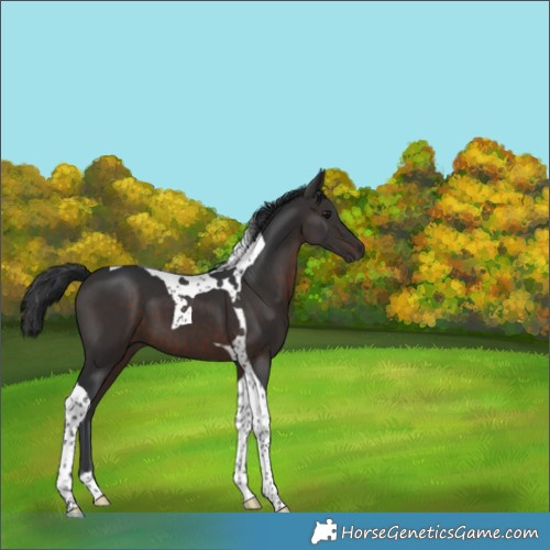 Horse Color:Brown Tobiano 