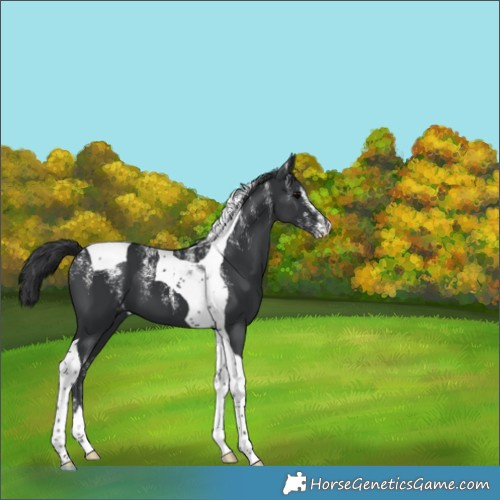 Horse Color:Powder White Black Tobiano 