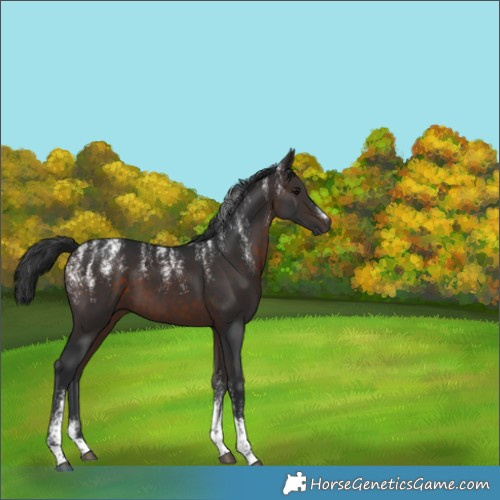 Horse Color:Powder White Brown Tobiano 
