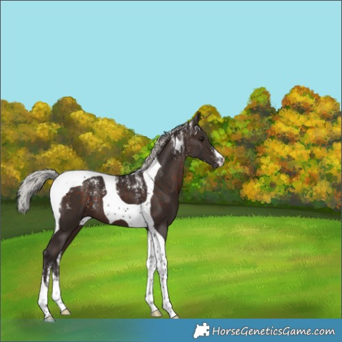 Horse Color:Powder White Silver Brown Tobiano 