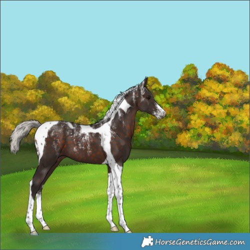 Horse Color:Powder White Silver Brown Tobiano 
