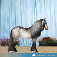 Horse Color:Gray Brown Dun Appaloosa 
