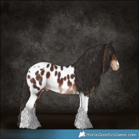Horse Color:Liver Chestnut Tobiano Near Leopard 