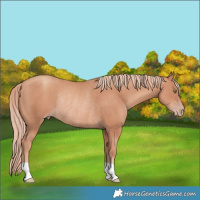 Horse Color:Gold Champagne Rabicano