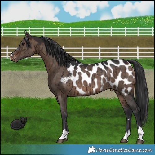 Horse Color:Brown Dun Appaloosa Brindle 