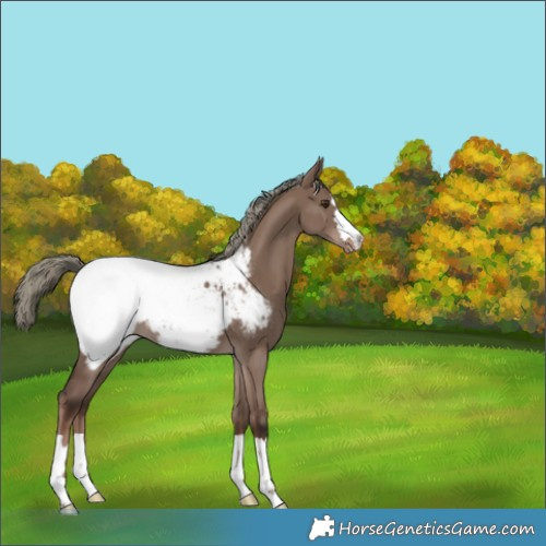Horse Color:Liver Red Dun Mushroom Snowcap 