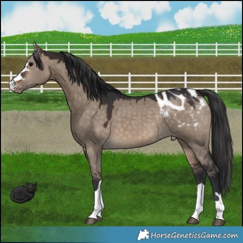 Horse Color:Brown Dun Appaloosa 