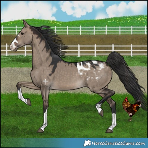 Horse Color:Brown Dun Varnish 