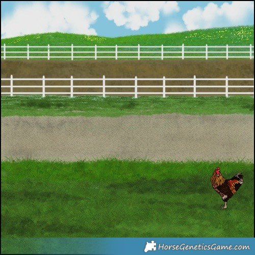 Horse Color:Brown Dun Appaloosa 