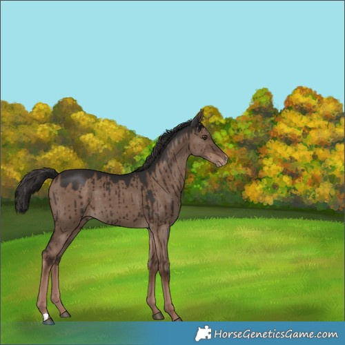 Horse Color:Liver Red Dun Appaloosa Brindle 