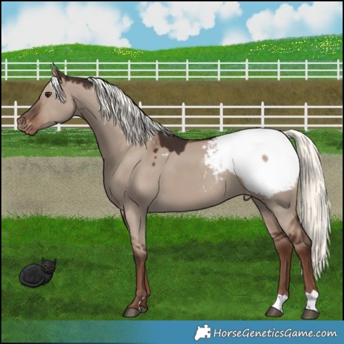 Horse Color:Liver Red Dun Mushroom Appaloosa 
