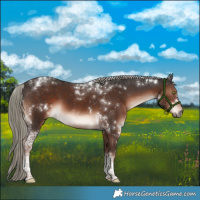 Horse Color:White Spotted Liver Chestnut Mushroom Tobiano Rabicano