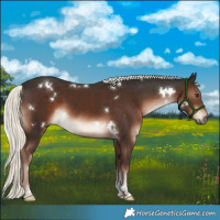 Horse Color:White Spotted Liver Chestnut Mushroom Sabino Rabicano 