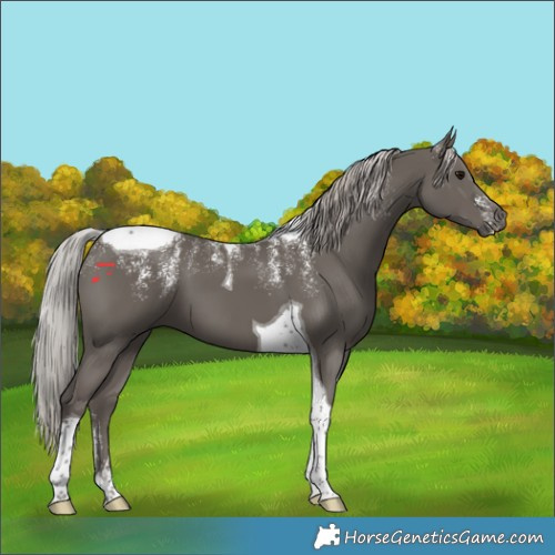 Horse Color:Powder White Silver Black Tobiano 