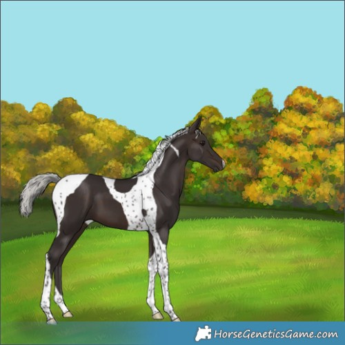 Horse Color:Silver Brown Tobiano 