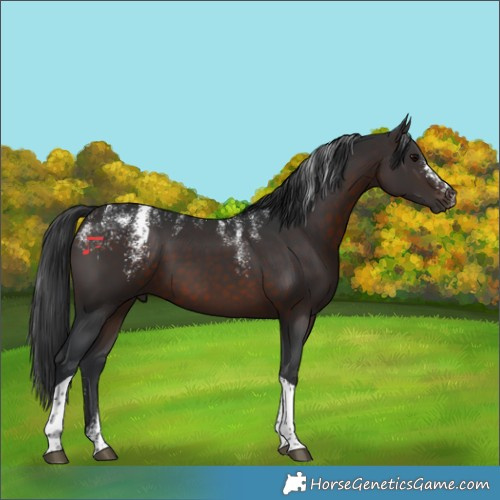 Horse Color:Powder White Brown Tobiano 