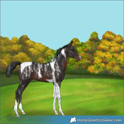Horse Color:Powder White Brown Tobiano 